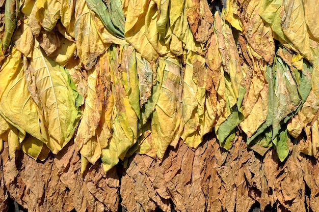 Photo tabac séchant au soleil sur un mur de grange en bois