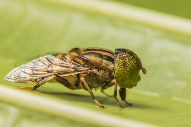 Tabanus sulcifrons yeux jaunes