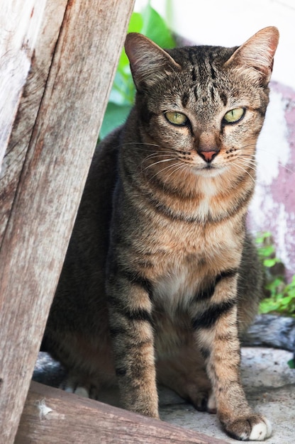 Tabby Bengal cat sitting on the floorbrown Chat mignon chat couché chat espiègle vacances relaxantes verticales