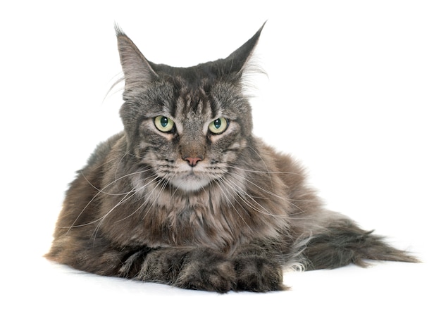 tabby maine coon