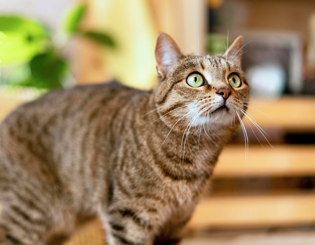 Tabby rayé beige chat domestique surpris aux yeux verts regardant dans la chambre d'accueil dans les plantes ensoleillées