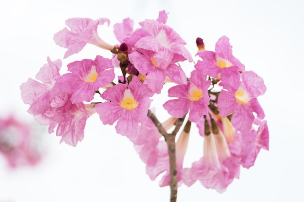 Tabebuia fleur rose douce qui fleurit de près en Thaïlande. Fleur de trompette rose