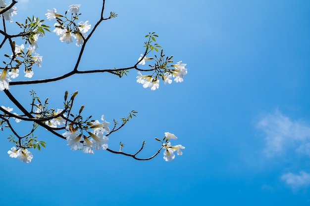 tabebuia rosea blanc