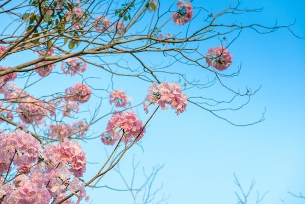 Tabebuia rosea est un arbre néotropical de fleur rose et ciel bleu