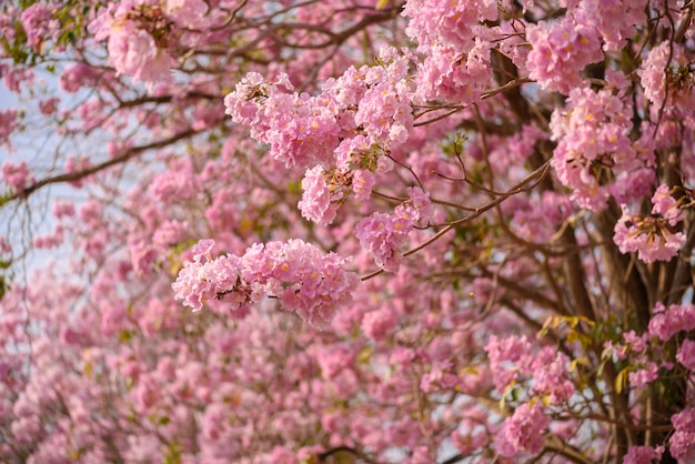 Tabebuia rosea est un arbre néotropical à fleur rose