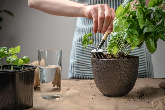 Sur une table en bois outils de jardinage sol Personne dans un tablier plante une plante verte dans un pot Concept agricole jeunes plantes soins semis et passe-temps