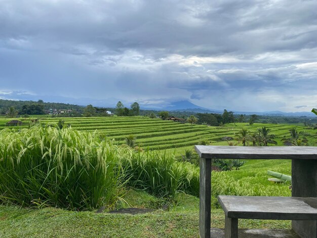 Une table et des chaises en bois devant un champ de riz.