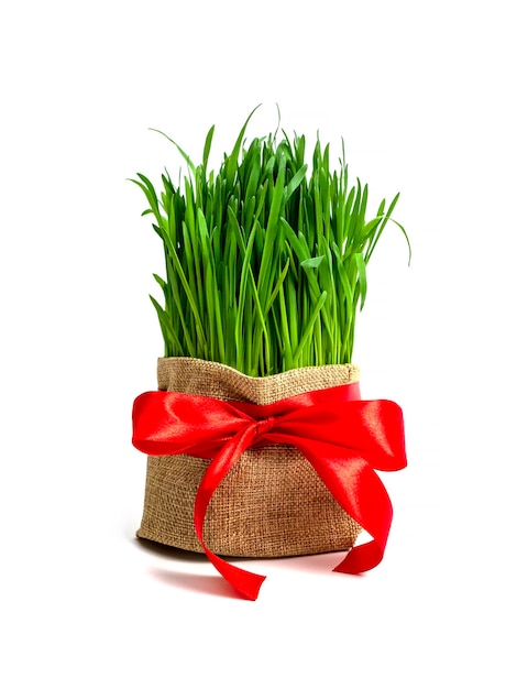 Photo table de fête en l'honneur de navruz blé avec ruban rouge fête traditionnelle de l'équinoxe vernal nowruz