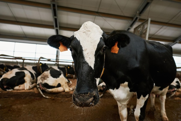 Étable moderne avec des vaches domestiques