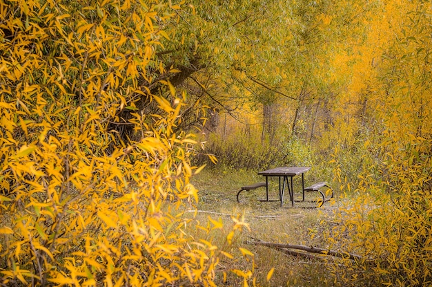 Table de pinic solitaire dans le parc