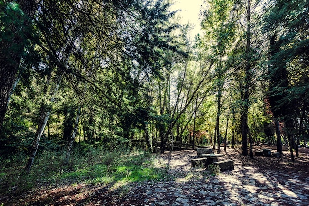 Une table de pique-nique en pierre éclairée par le soleil entourée d&#39;arbres