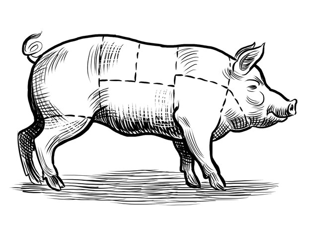 Photo tableau de la boucherie de porcs illustration en noir et blanc dessinée à la main