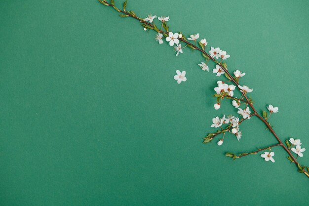 Tableau de fond de printemps Fleurs de mai et nature florale d'avril sur vert Pour les branches de bannière de cerisier en fleurs sur fond Image romantique rêveuse paysage panorama