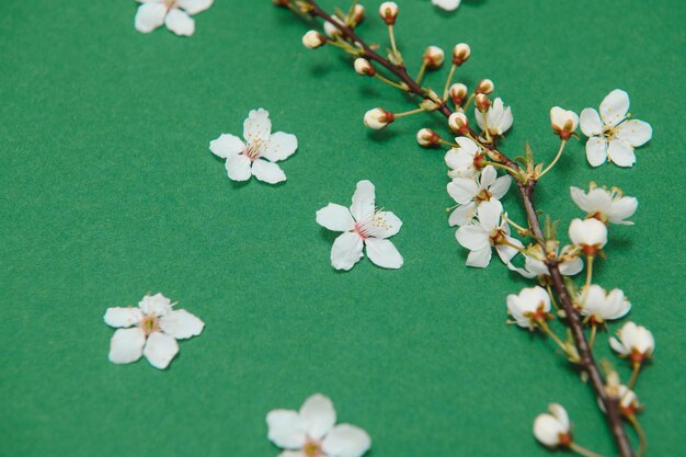 Tableau de fond de printemps Fleurs de mai et nature florale d'avril sur vert Pour les branches de bannière de cerisier en fleurs sur fond Image romantique rêveuse paysage panorama