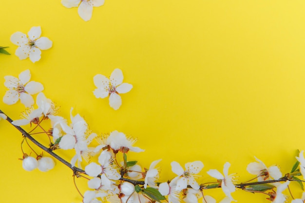 Tableau de fond de printemps Fleurs de mai et nature florale d'avril sur vert Pour les branches de bannière de cerisier en fleurs sur fond Image romantique rêveuse paysage panorama