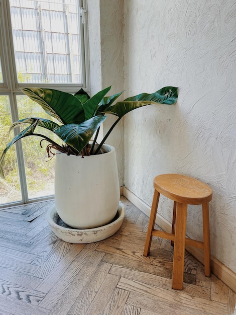 Un tabouret en bois et une plante à côté d'un pot blanc avec un siège en bois et un tabouret en bois.