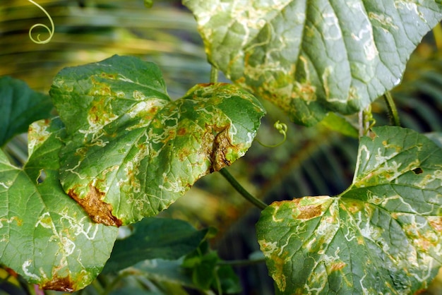 Photo tache des feuilles sur la feuille de concombre feuille de melon maladie des plantes