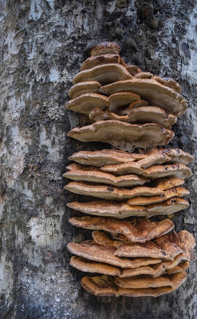 Étagère aux champignons champignons champignons qui poussent sur le tronc de l'arbre