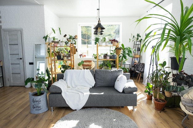 Étagère avec un groupe de plantes d'intérieur dans la pièce intérieure loft blanc canapé gris tapis à carreaux confortable Plante d'intérieur Cultiver et prendre soin de la maison verte des plantes d'intérieur