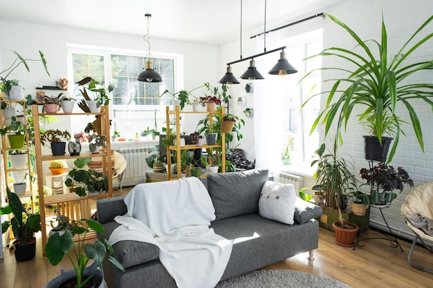 Étagère avec un groupe de plantes d'intérieur dans la pièce intérieure loft blanc canapé gris tapis à carreaux confortable Plante d'intérieur Cultiver et prendre soin de la maison verte des plantes d'intérieur