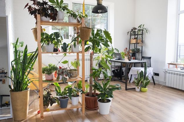 Étagère avec un groupe de plantes d'intérieur à l'intérieur