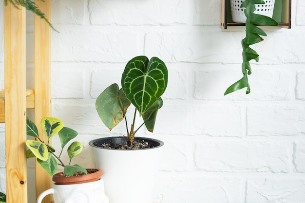 Étagère avec un groupe de plantes d'intérieur à l'intérieur