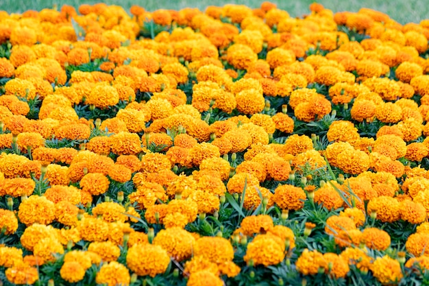 Tagetes erecta le champ de souci mexicain