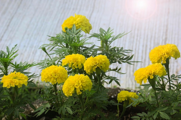 Tagetes erecta fleurs dans le jardin