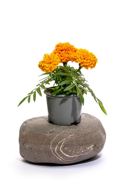 Tagetes fleur dans un pot sur une pierre