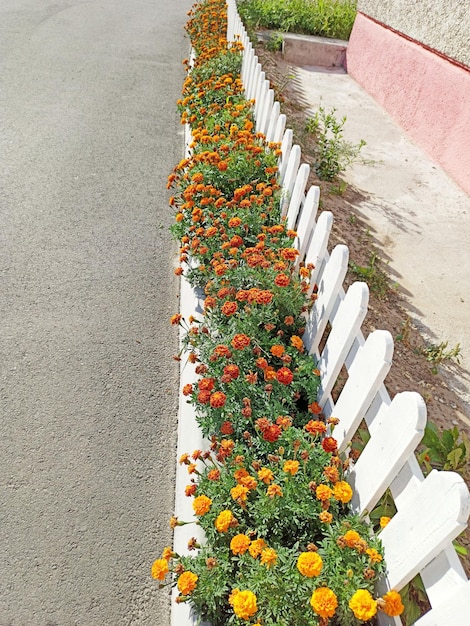 Les tagetes fleurissent près de la clôture blanche La décoration du manoir des fleurs