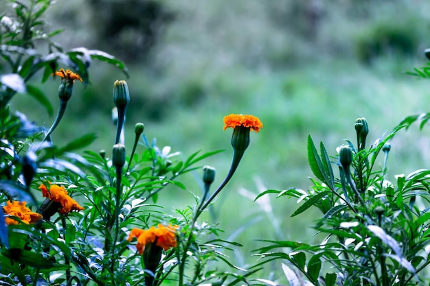 Tagetes de fleurs de souci jaune et orange en fleur