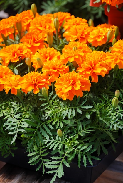 Tagetes patula souci français en fleur, fleurs jaune orange, feuilles vertes