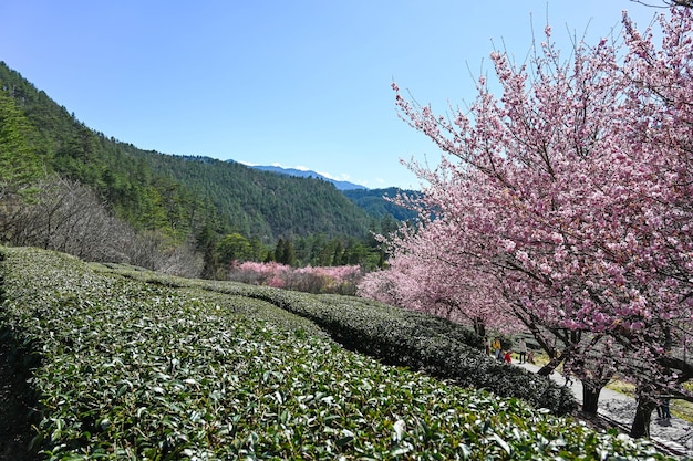 Photo taichung taiwan 26 février 2020 belles fleurs de cerisier à wuling farmtaichung taiwan