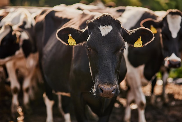 Étaient en libre parcours Cropped shot d'un troupeau de bovins paissant sur une ferme laitière