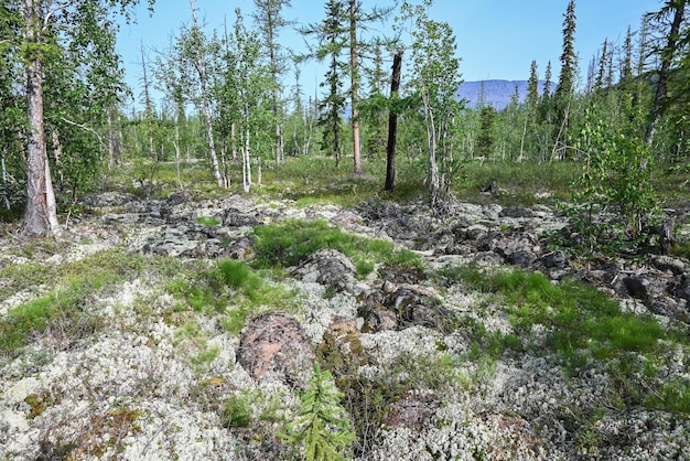 Taïga de montagne sur le plateau de Putorana