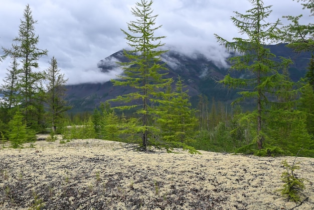 Taïga de montagne sur le plateau de Putorana