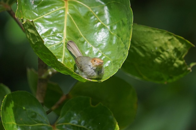 Tailbird à dos d'olive se reposant sur des feuilles vertes