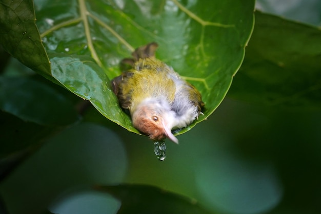 Tailbird à dos d'olive se reposant sur des feuilles vertes