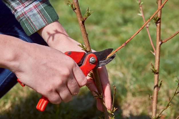 Taille des arbres par sécateur.