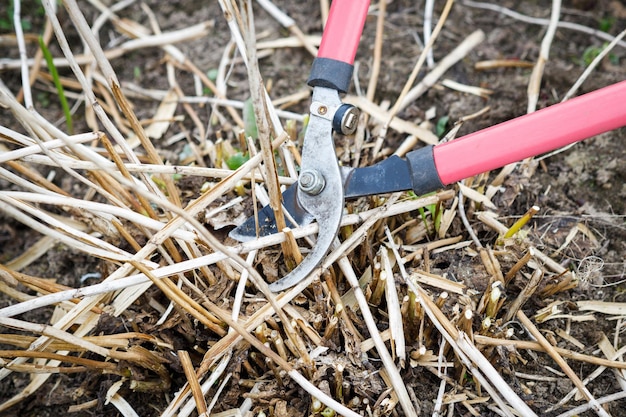 Taille de buisson par un sécateur de jardin