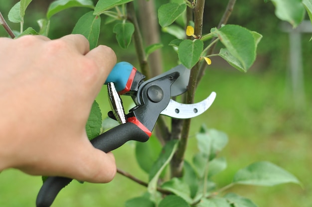 Taille et enlève les branches d'arbre en excès