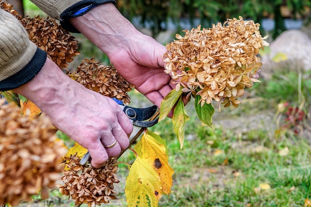 Taille des fleurs séchées dans le jardin d'automne. Un jardinier coupe un buisson d'hortensias vivaces dans son jardin pendant la saison d'automne.