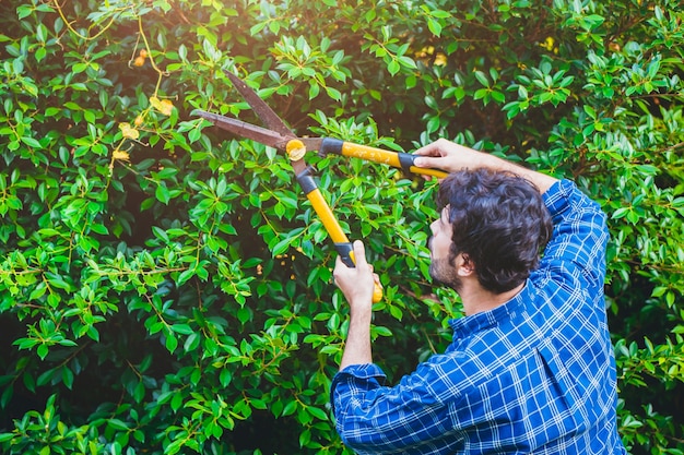 Taille de haie de jardinier ou buisson d'arrachement avec cisailles à herbe activité de ciseaux de jardinage travaillant pendant le séjour à la maison dans la cour.