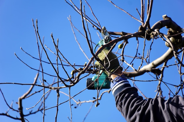 Taille Hivernale Du Pommier Avec Concept Agricole De Sécateur