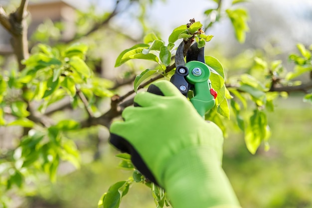 Taille printanière des arbres fruitiers et des buissons du jardin, gros plan sur des mains gantées avec un sécateur de jardin élaguant des branches de poire. Hobby, jardinage, concept de ferme