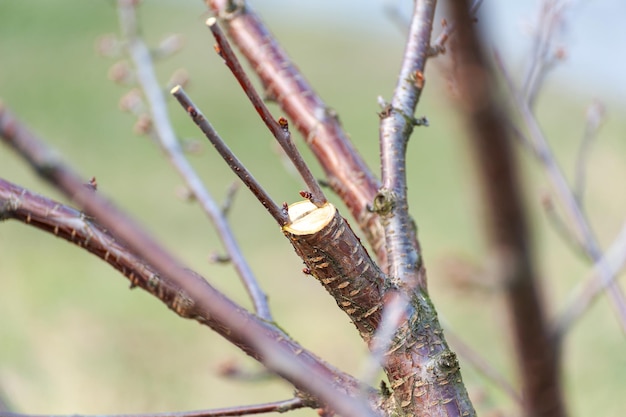 Taille de saison des arbres. L'agriculteur s'occupe du verger.