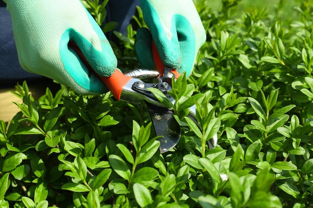 Tailler des buissons dans le jardin