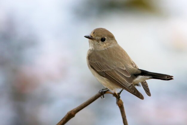 Tailleur commun d'Asie du Sud-Est dans la nature