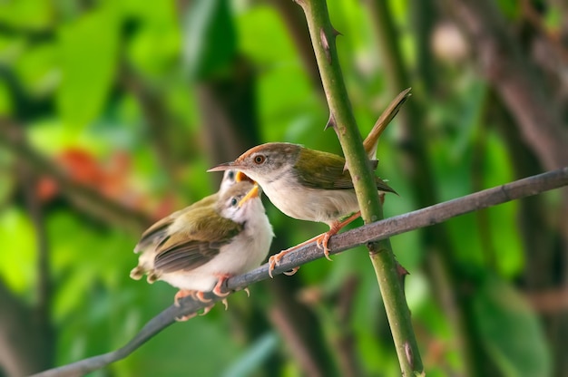 Tailleur commun avec des poussins sur une branche d'arbre