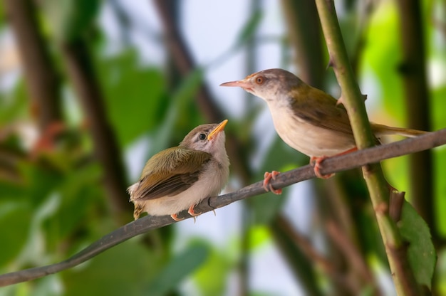 Tailleur commun avec des poussins sur une branche d'arbre